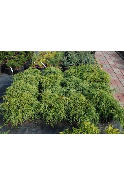 Кипарисовик Филифер Нана